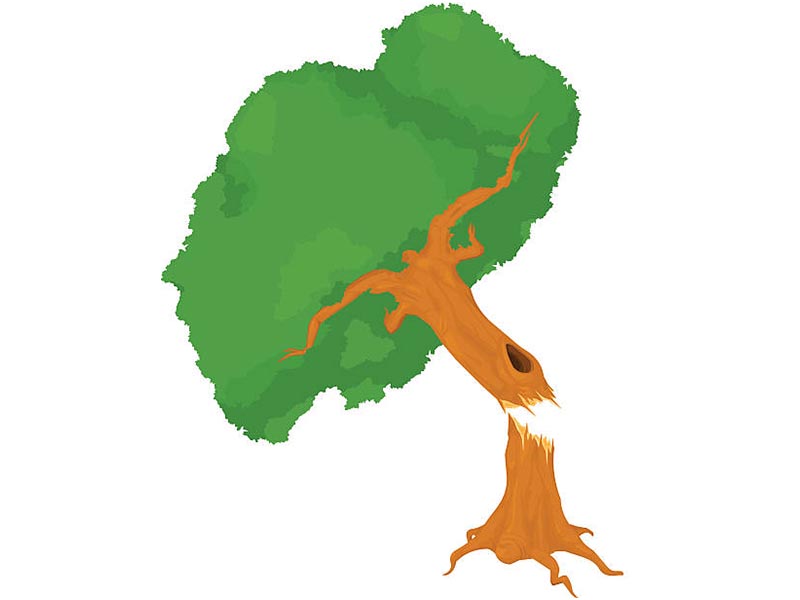 5a_fallen tree-.jpg
